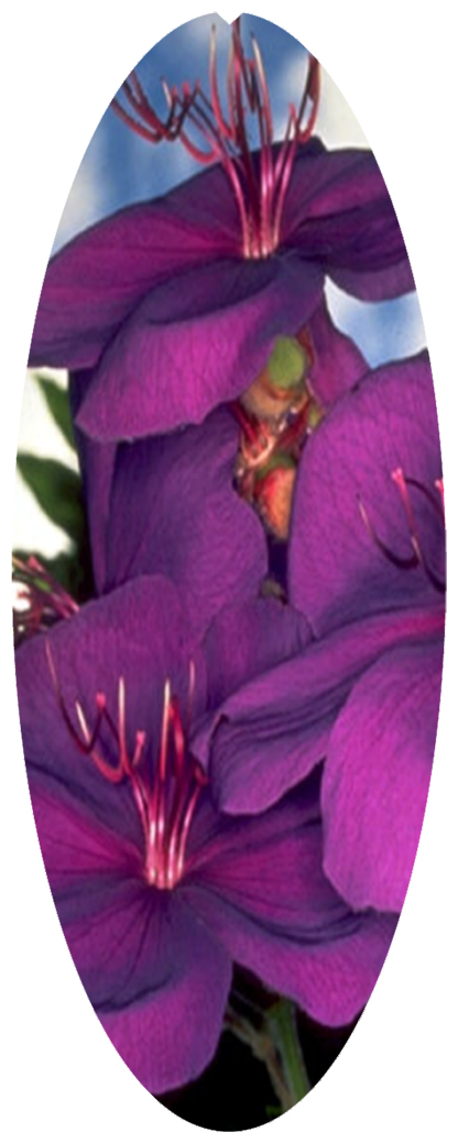 DNSA18-025 Purple Roadsidea